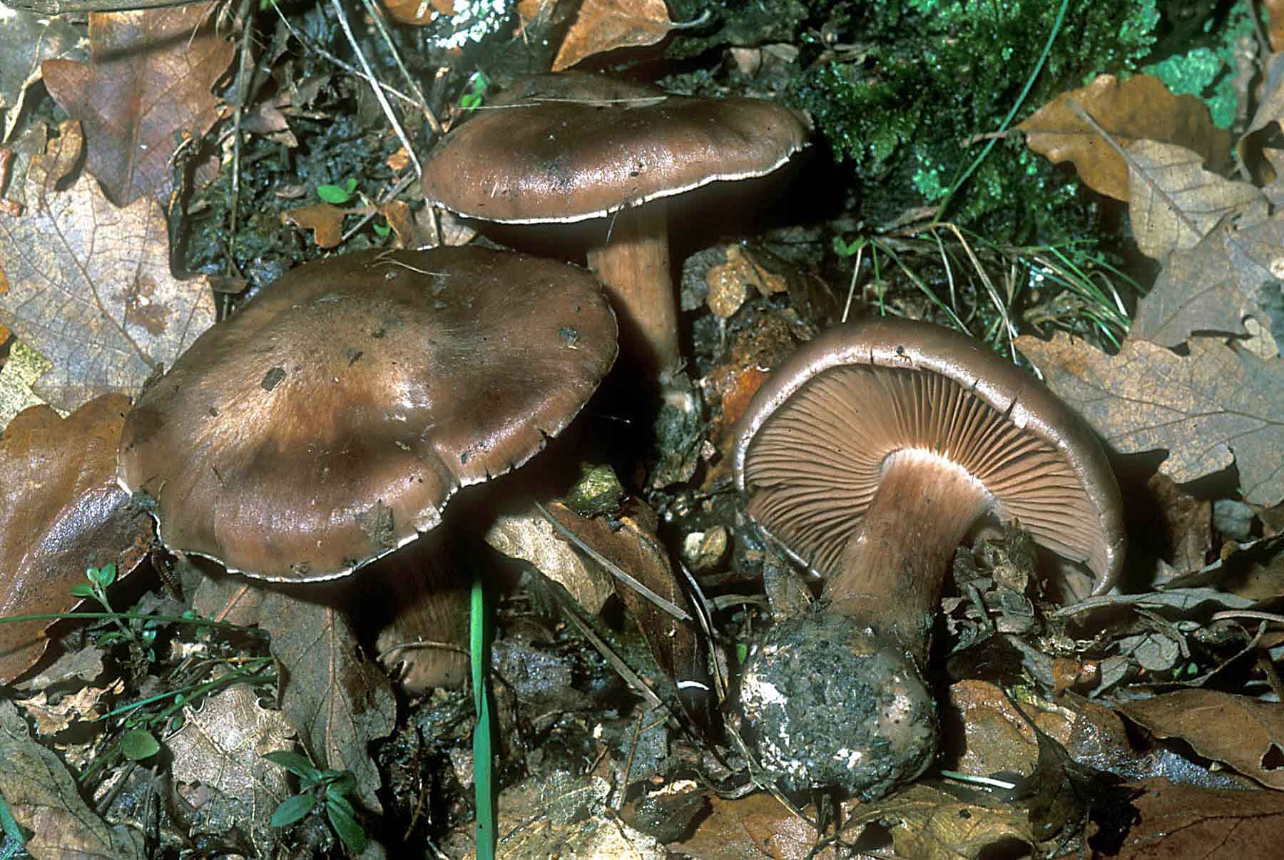 Cortinarius Chevassutii